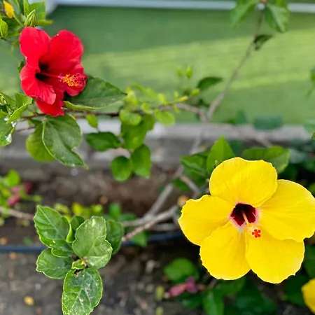 Hibiscus Ferienhaus *